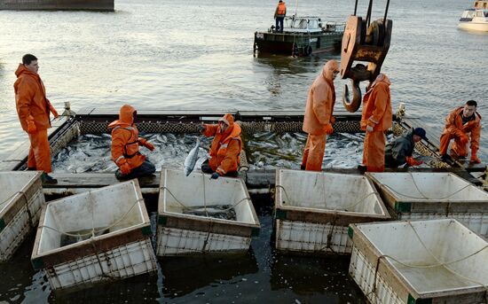 Mass salmon fishing near Bering Sea in Anadyr