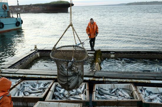 Mass salmon fishing near Bering Sea in Anadyr
