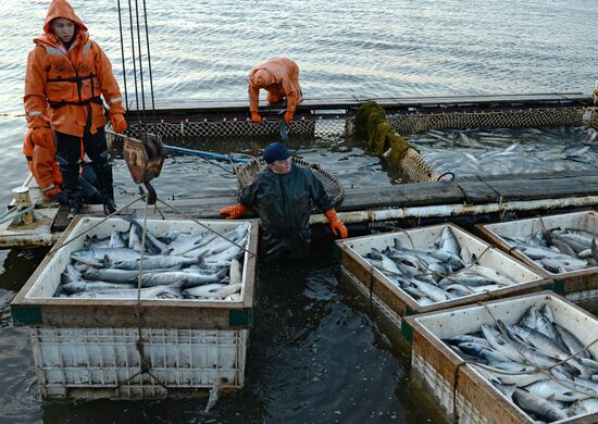 Mass salmon fishing near Bering Sea in Anadyr