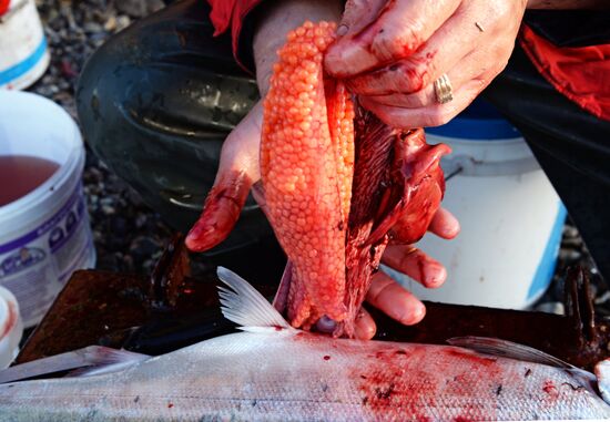 Mass salmon fishing near Bering Sea in Anadyr