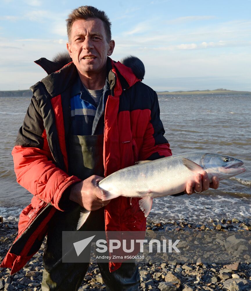 Mass salmon fishing near Bering Sea in Anadyr