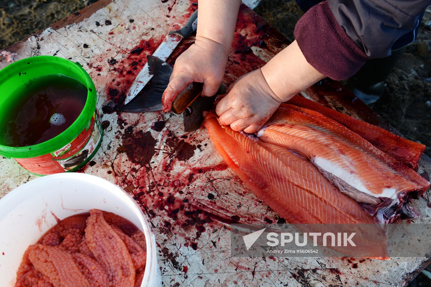 Mass salmon fishing near Bering Sea in Anadyr