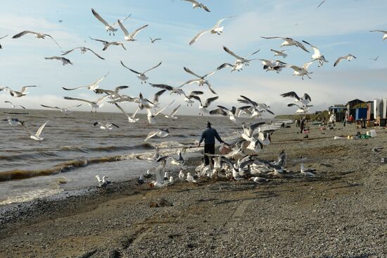 Mass salmon fishing near Bering Sea in Anadyr