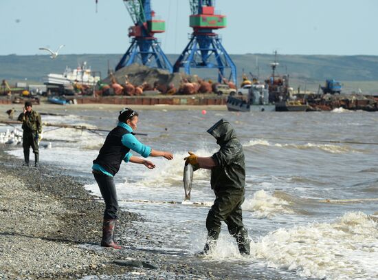 Mass salmon fishing near Bering Sea in Anadyr