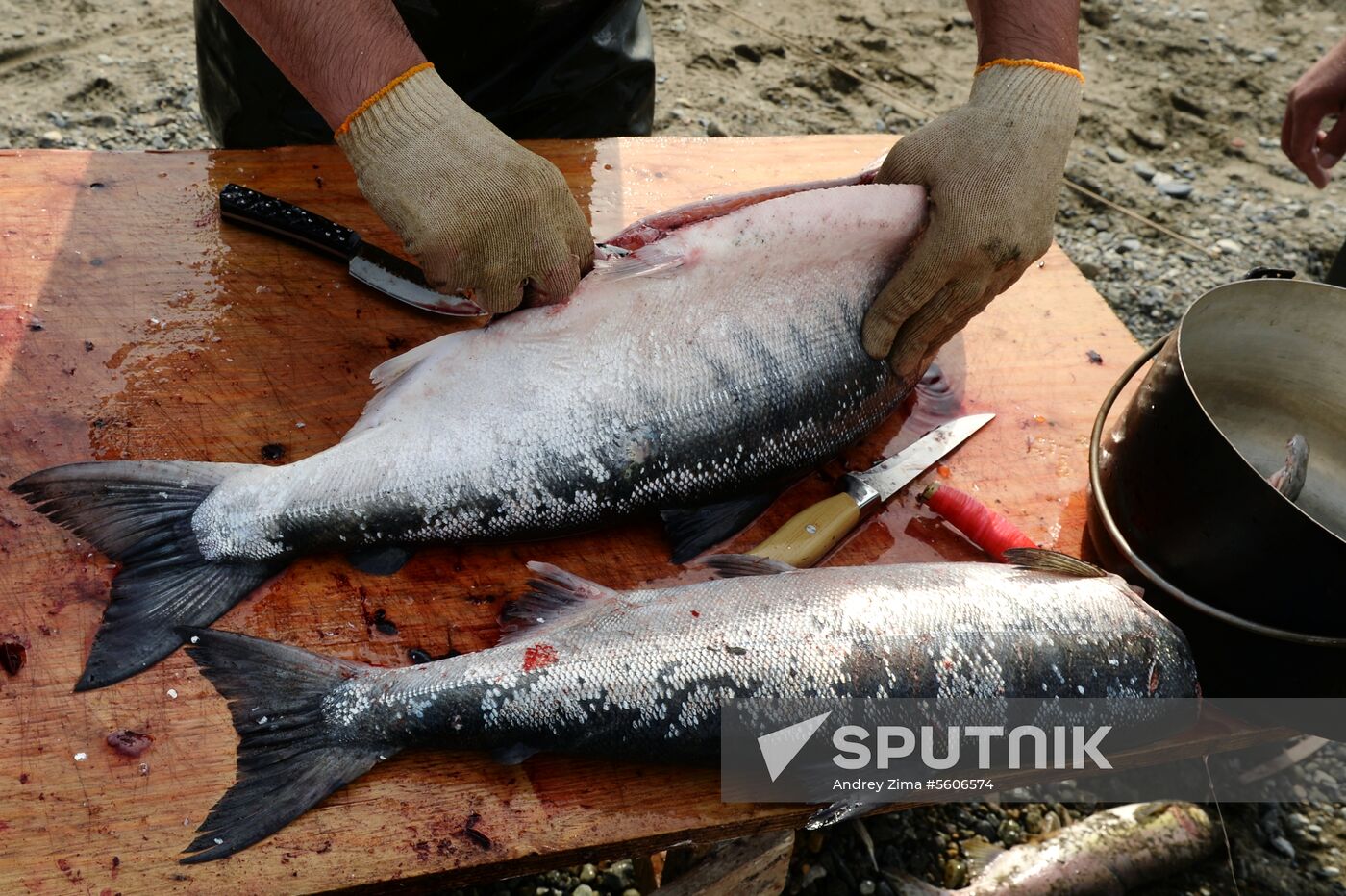 Mass salmon fishing near Bering Sea in Anadyr