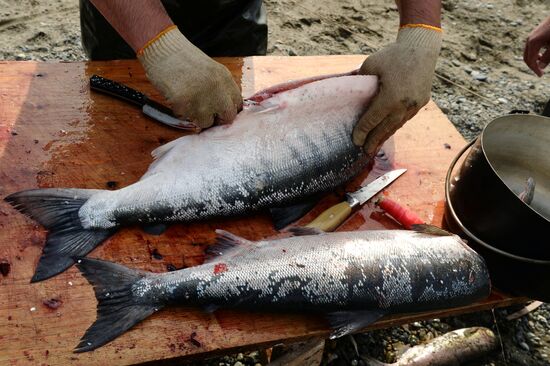 Mass salmon fishing near Bering Sea in Anadyr