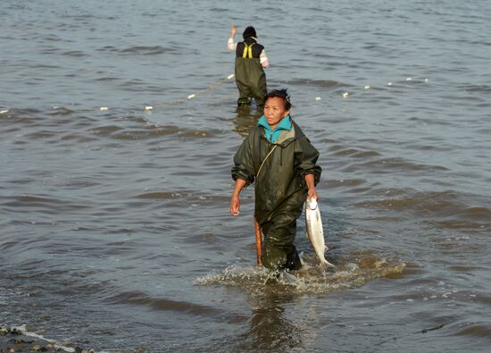 Mass salmon fishing near Bering Sea in Anadyr