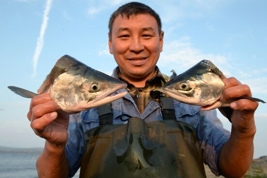 Mass salmon fishing near Bering Sea in Anadyr