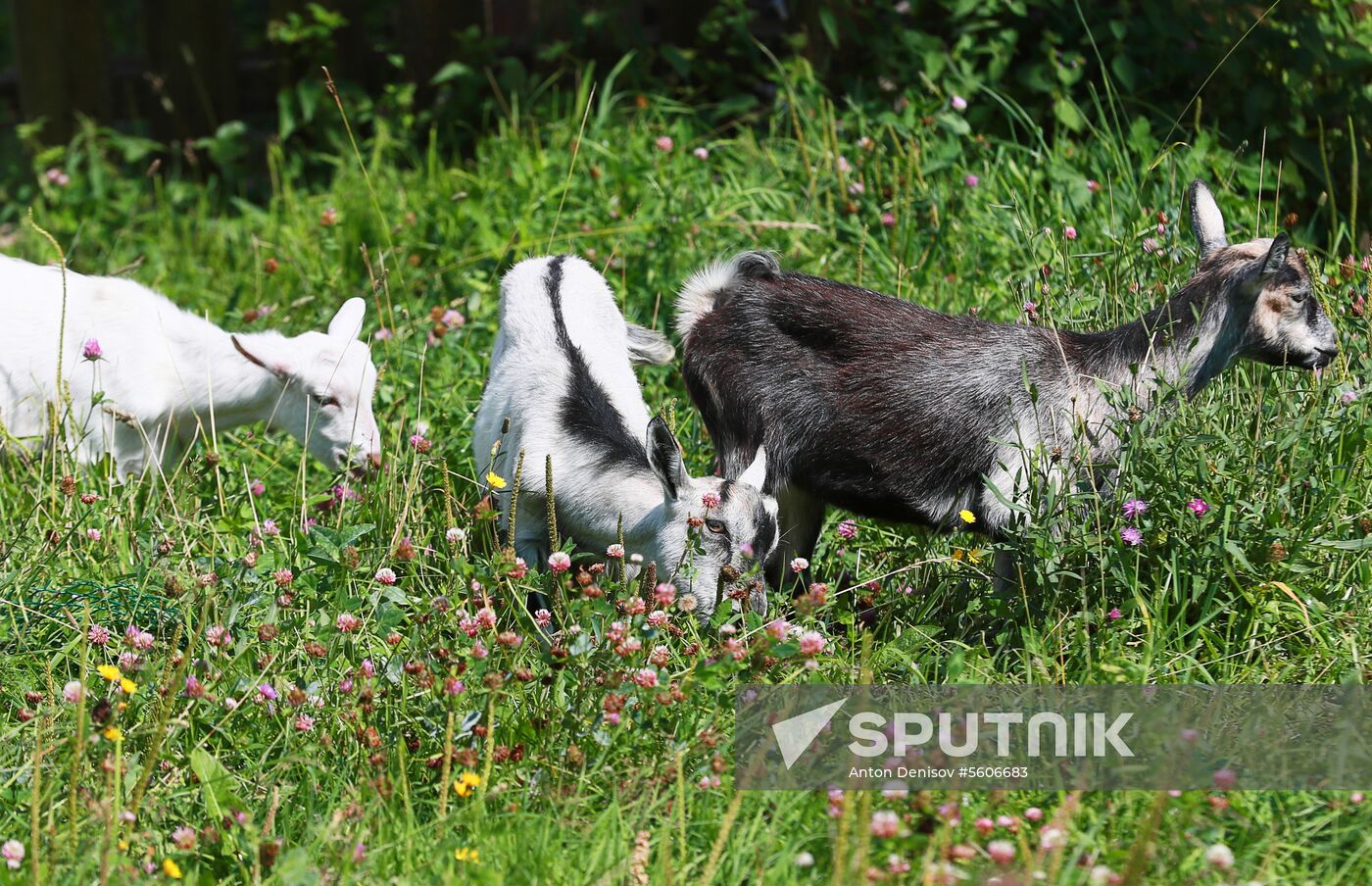 Jay Robert Close's farm in Moscow Region