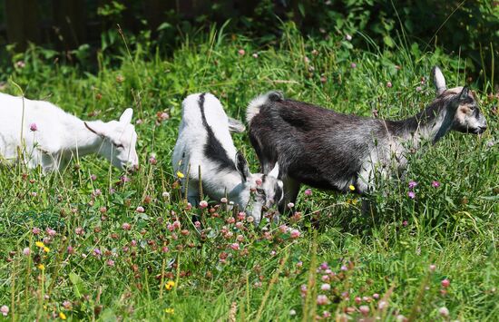 Jay Robert Close's farm in Moscow Region