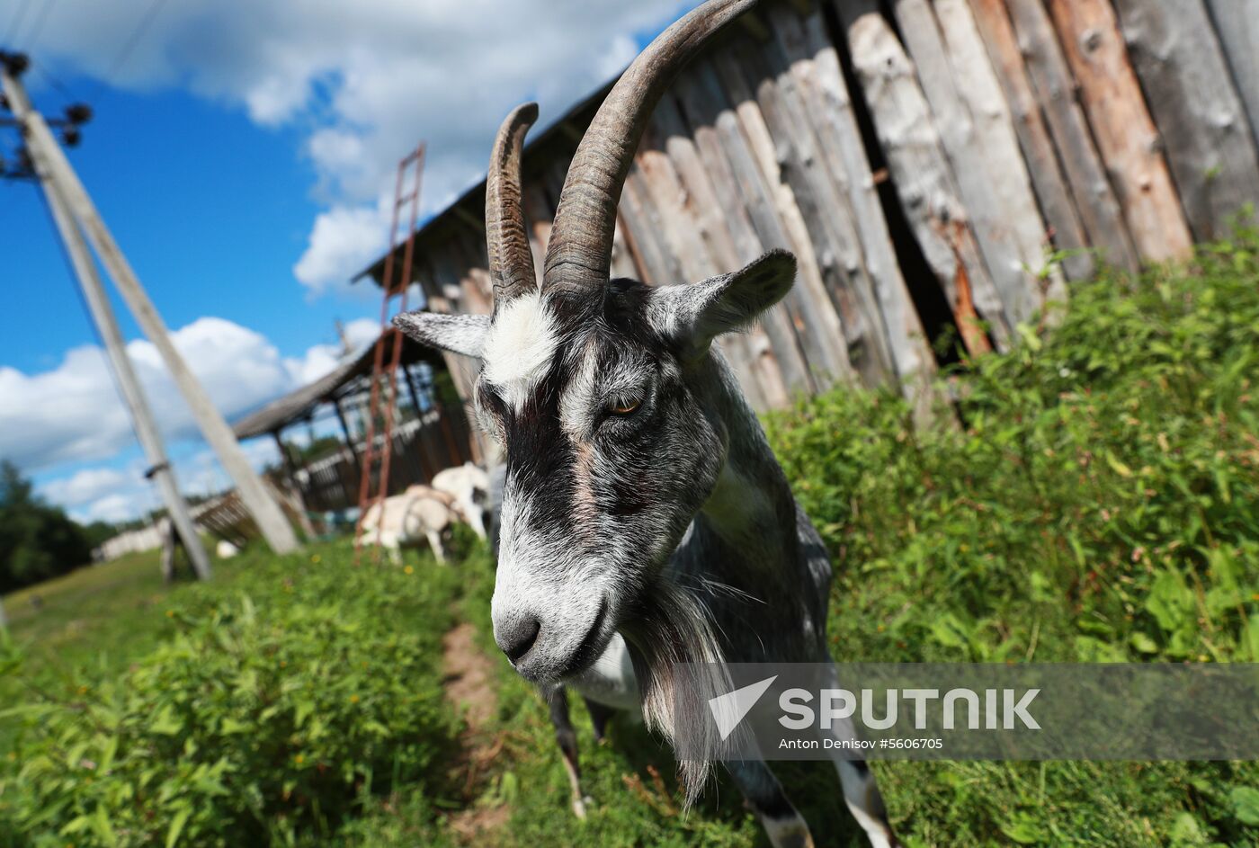 Jay Robert Close's farm in Moscow Region