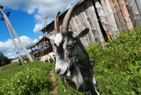 Jay Robert Close's farm in Moscow Region
