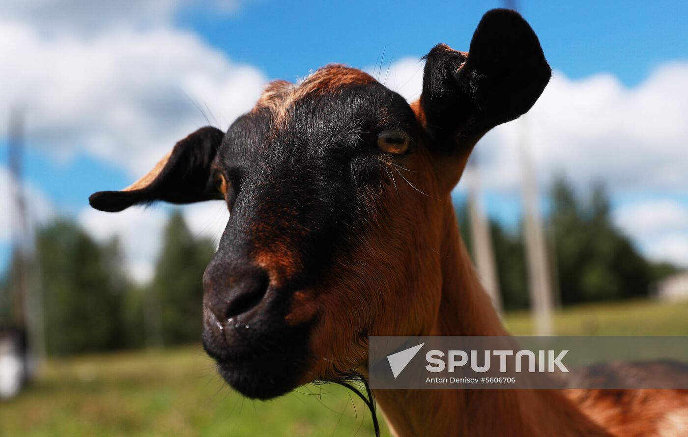 Jay Robert Close's farm in Moscow Region