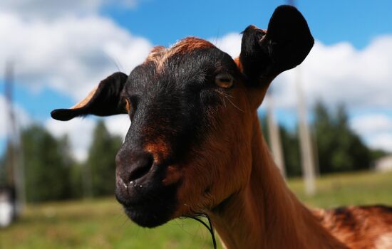 Jay Robert Close's farm in Moscow Region