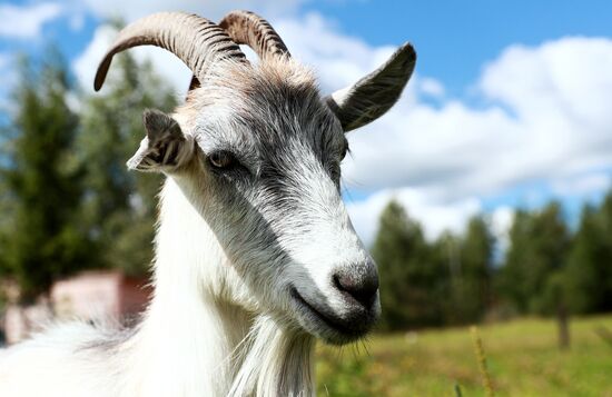 Jay Robert Close's farm in Moscow Region