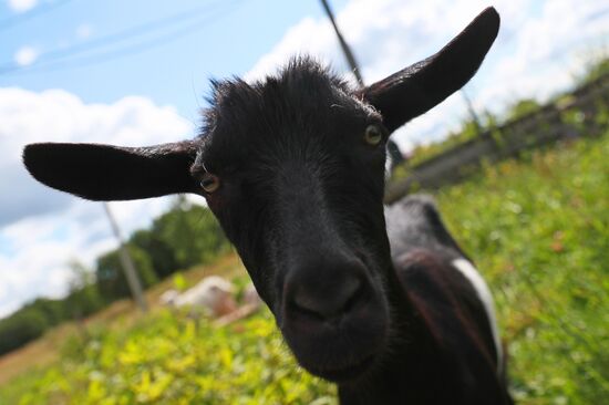 Jay Robert Close's farm in Moscow Region
