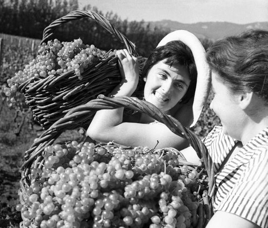 Harvesting grapes