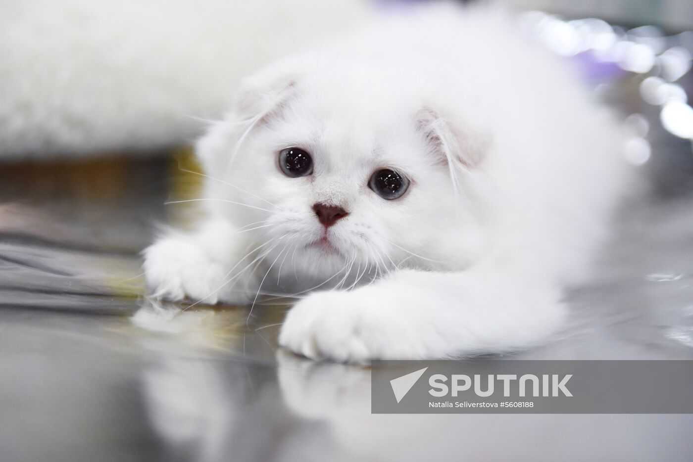 Pearl Cat Show international exhibition