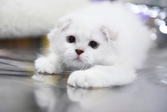 Pearl Cat Show international exhibition