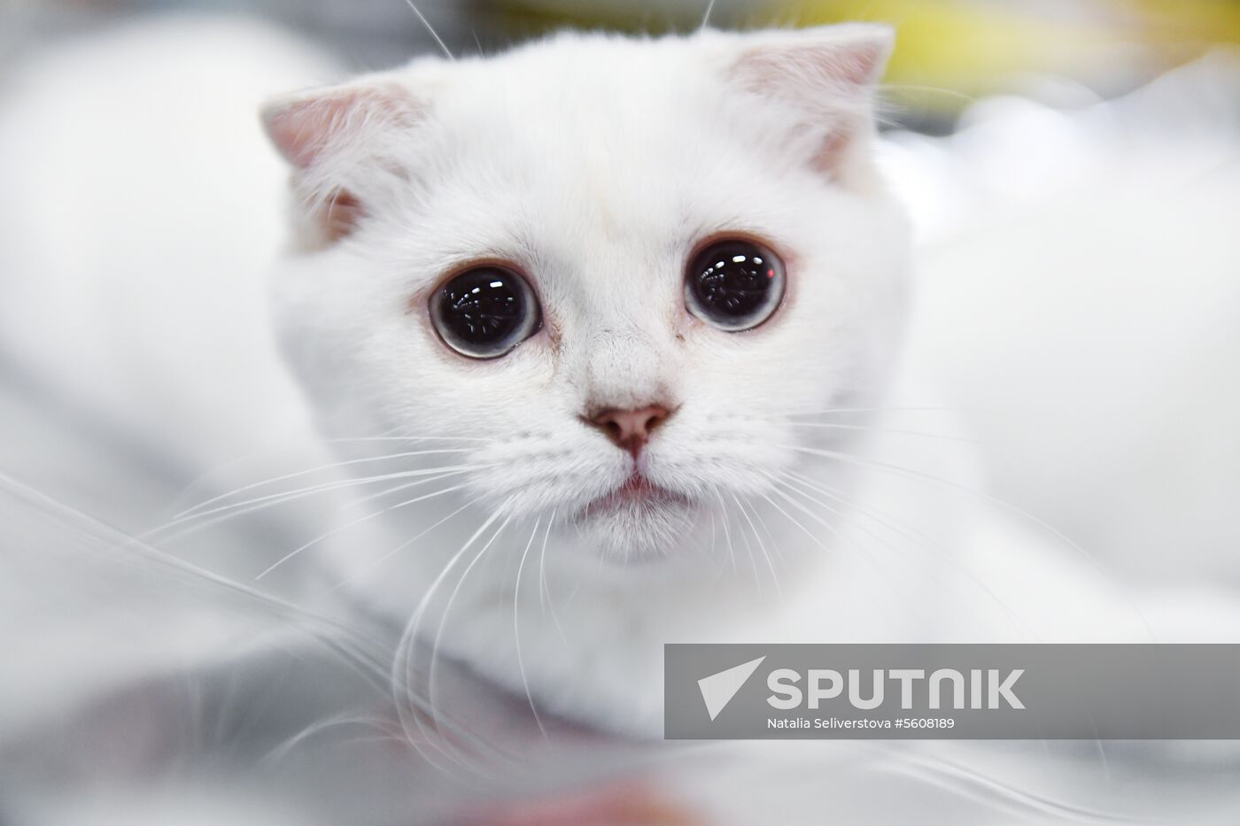 Pearl Cat Show international exhibition