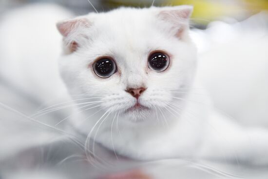 Pearl Cat Show international exhibition