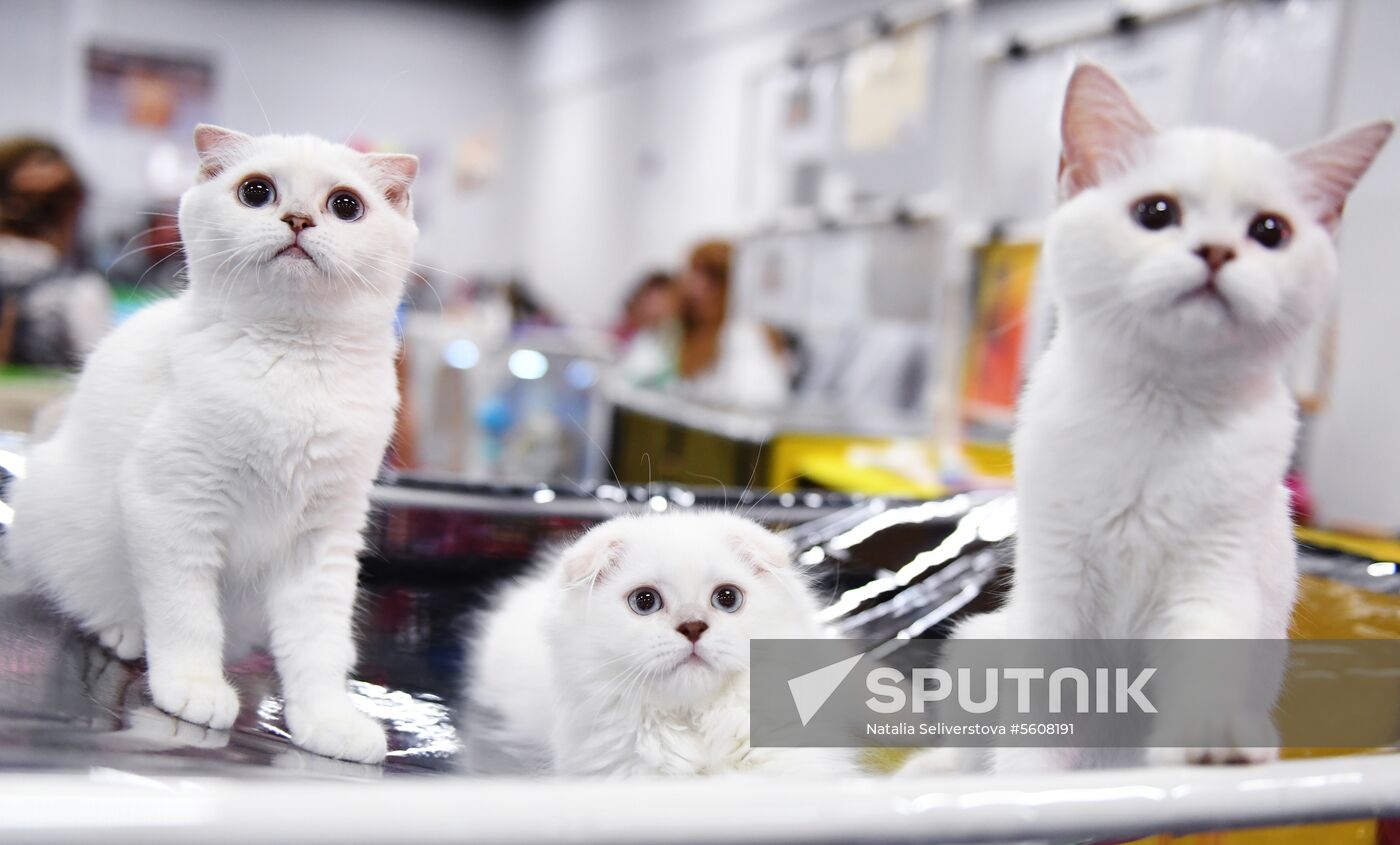 Pearl Cat Show international exhibition