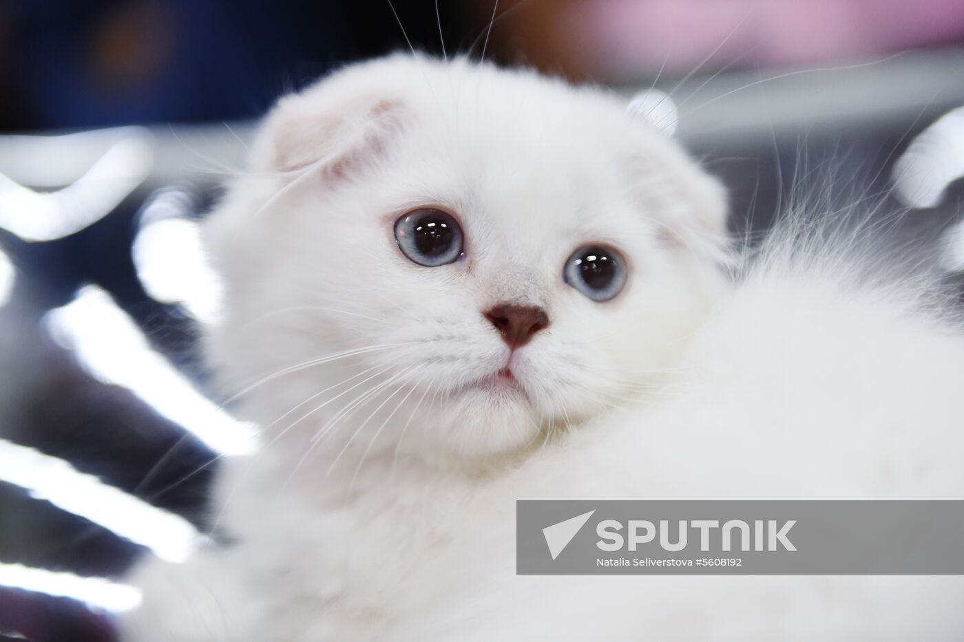 Pearl Cat Show international exhibition