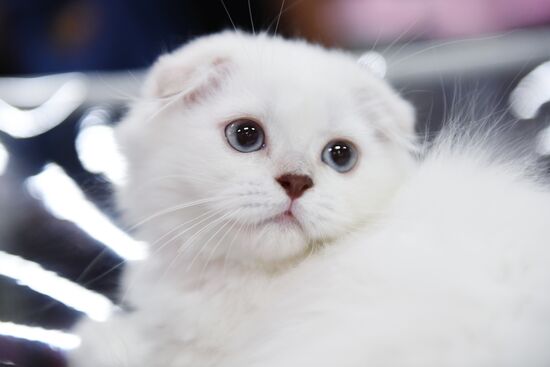 Pearl Cat Show international exhibition