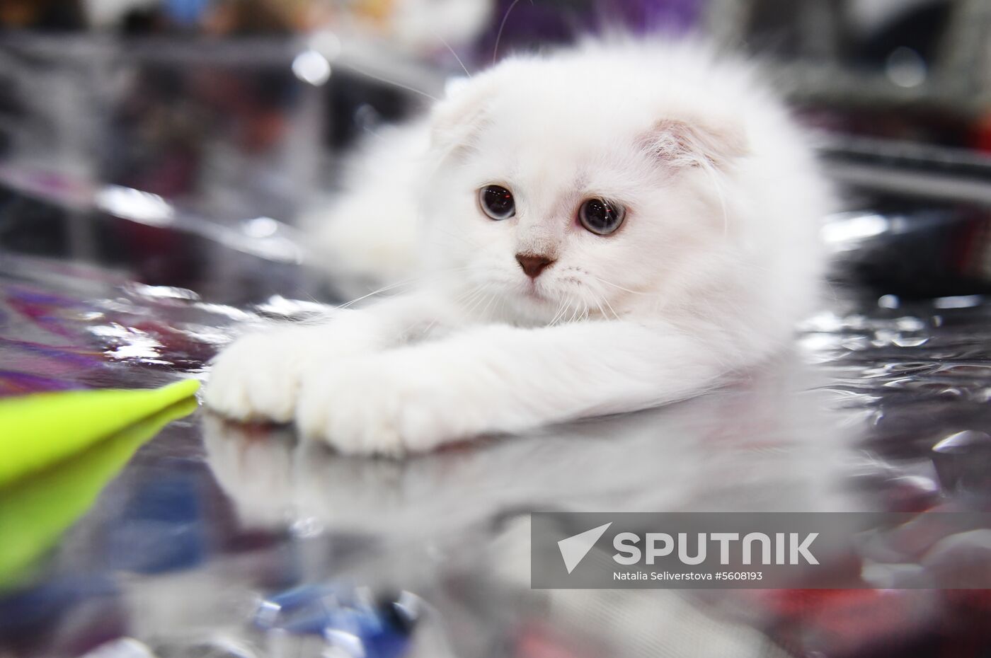 Pearl Cat Show international exhibition
