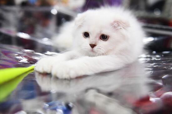 Pearl Cat Show international exhibition