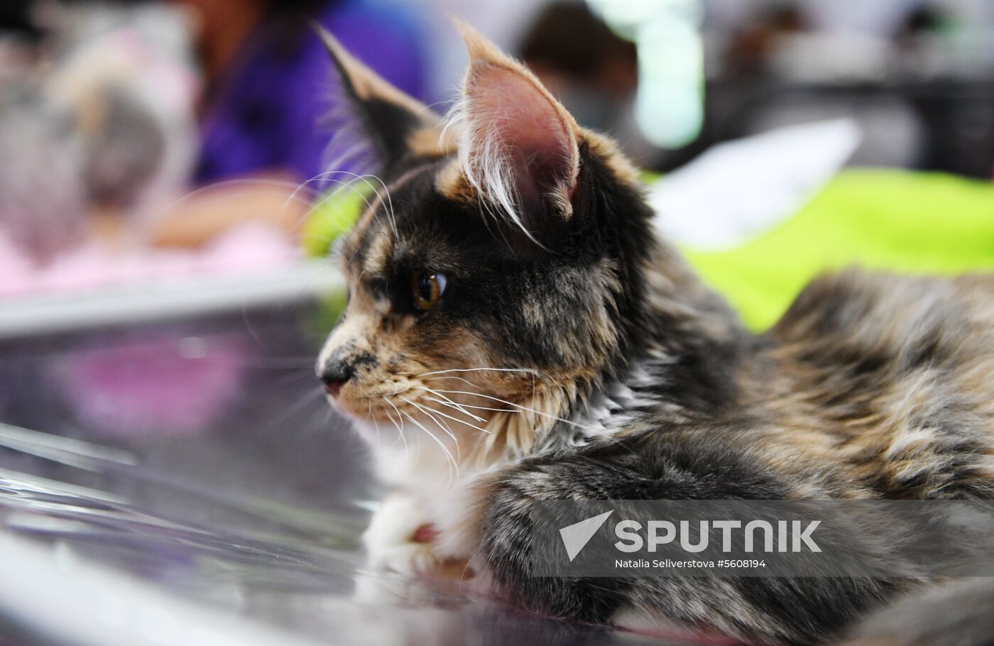 Pearl Cat Show international exhibition