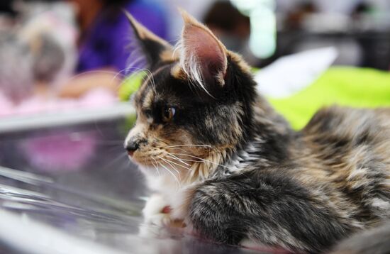 Pearl Cat Show international exhibition