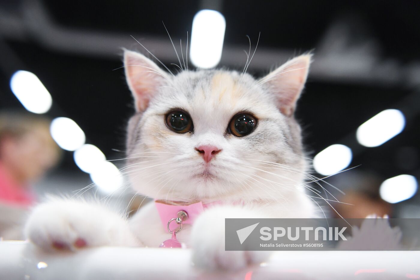 Pearl Cat Show international exhibition