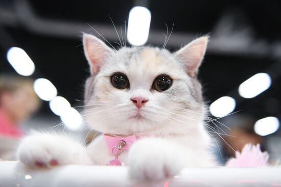 Pearl Cat Show international exhibition