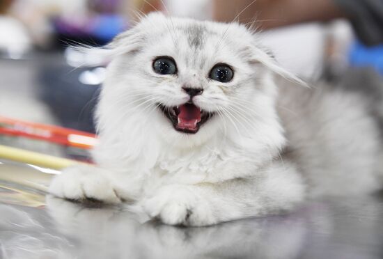 Pearl Cat Show international exhibition