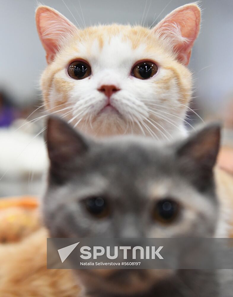 Pearl Cat Show international exhibition