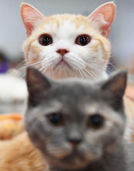Pearl Cat Show international exhibition