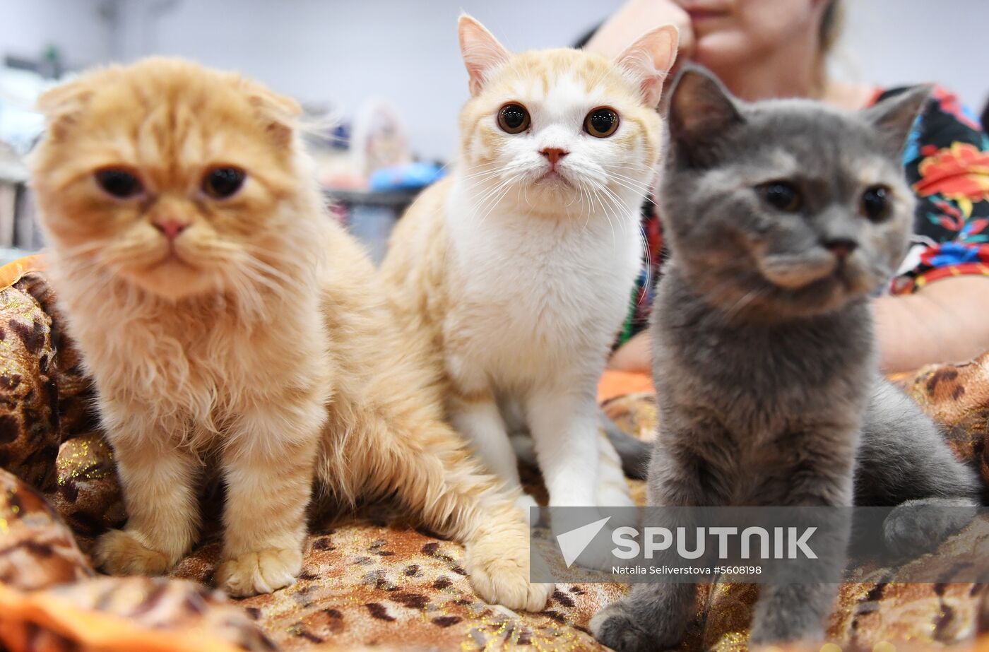 Pearl Cat Show international exhibition