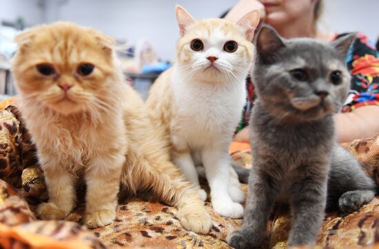 Pearl Cat Show international exhibition