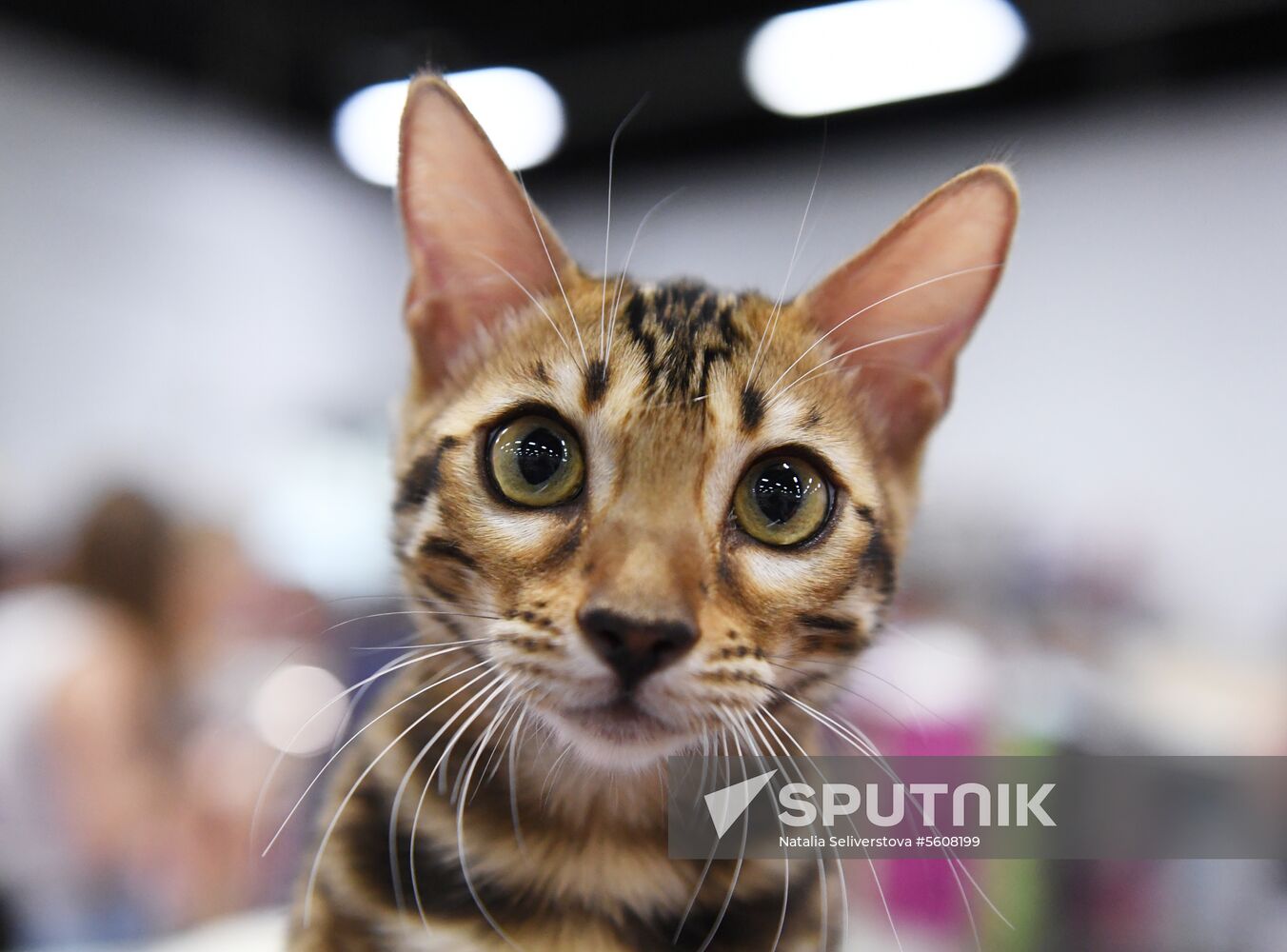 Pearl Cat Show international exhibition