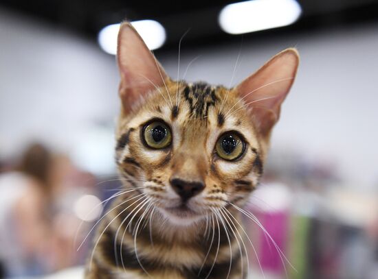 Pearl Cat Show international exhibition
