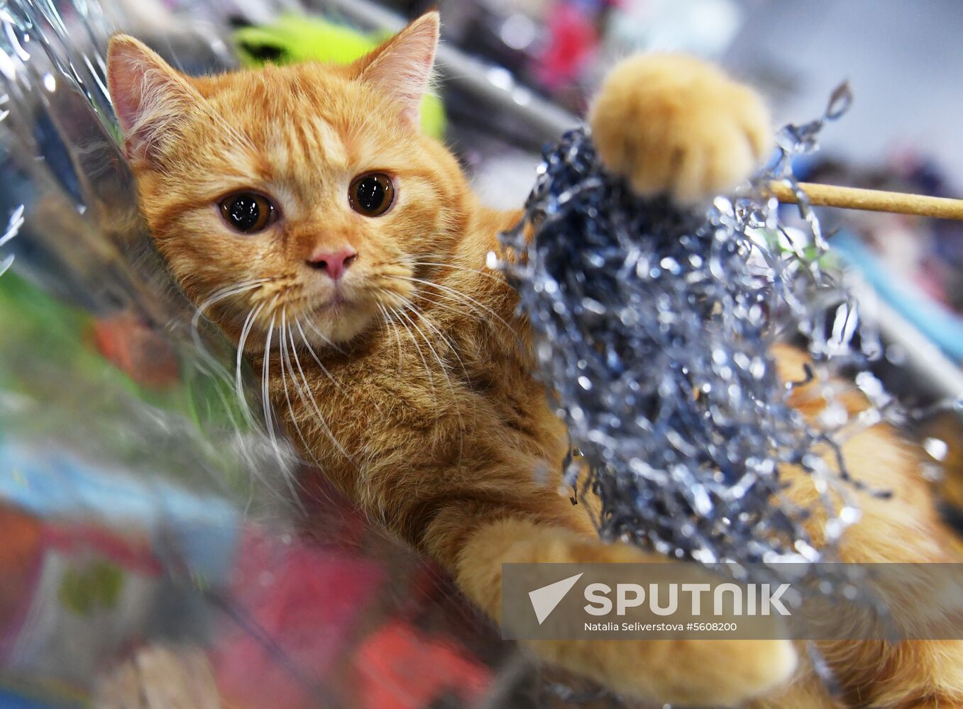 Pearl Cat Show international exhibition