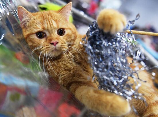 Pearl Cat Show international exhibition