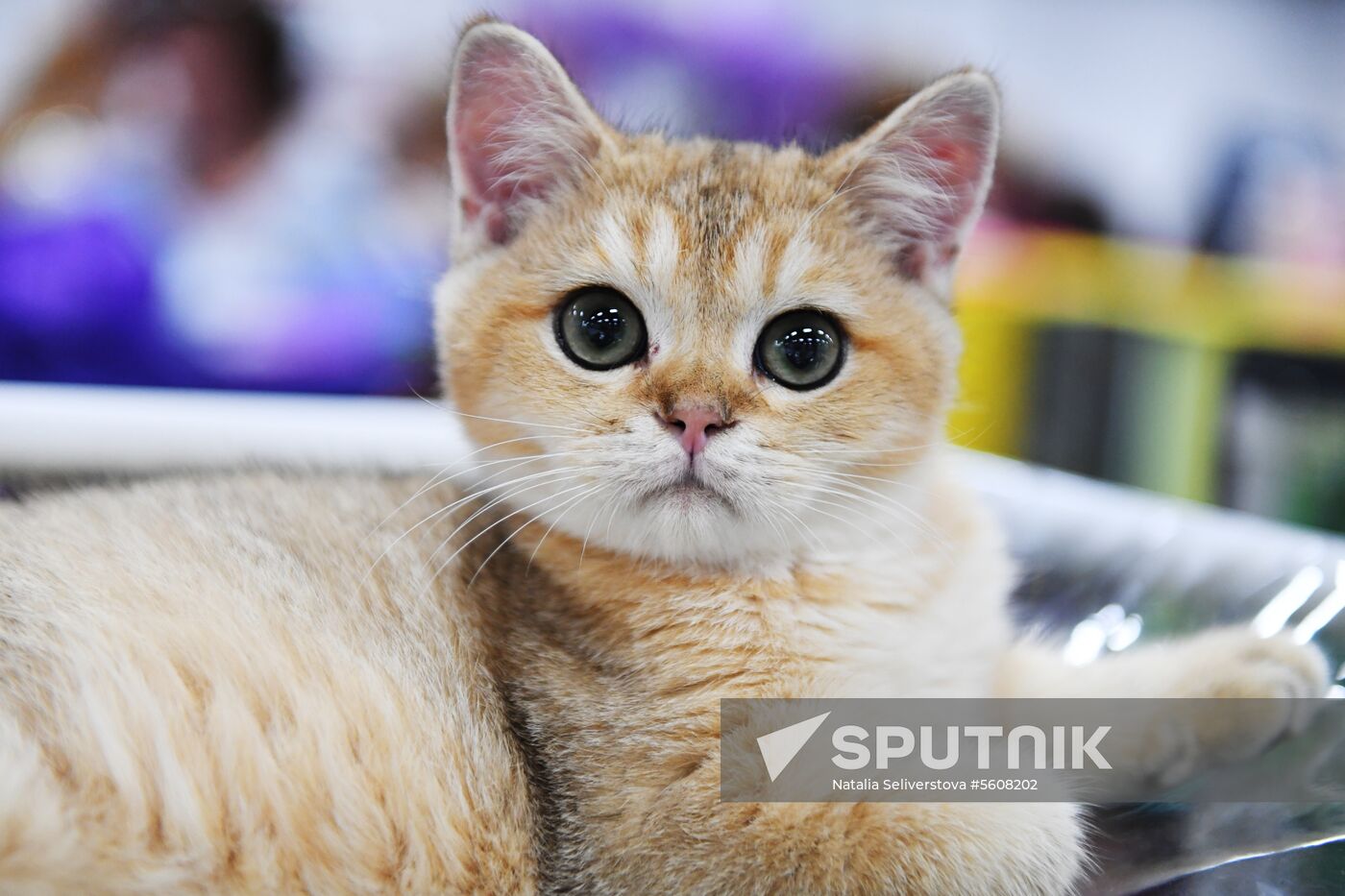 Pearl Cat Show international exhibition