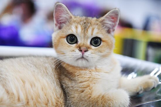 Pearl Cat Show international exhibition