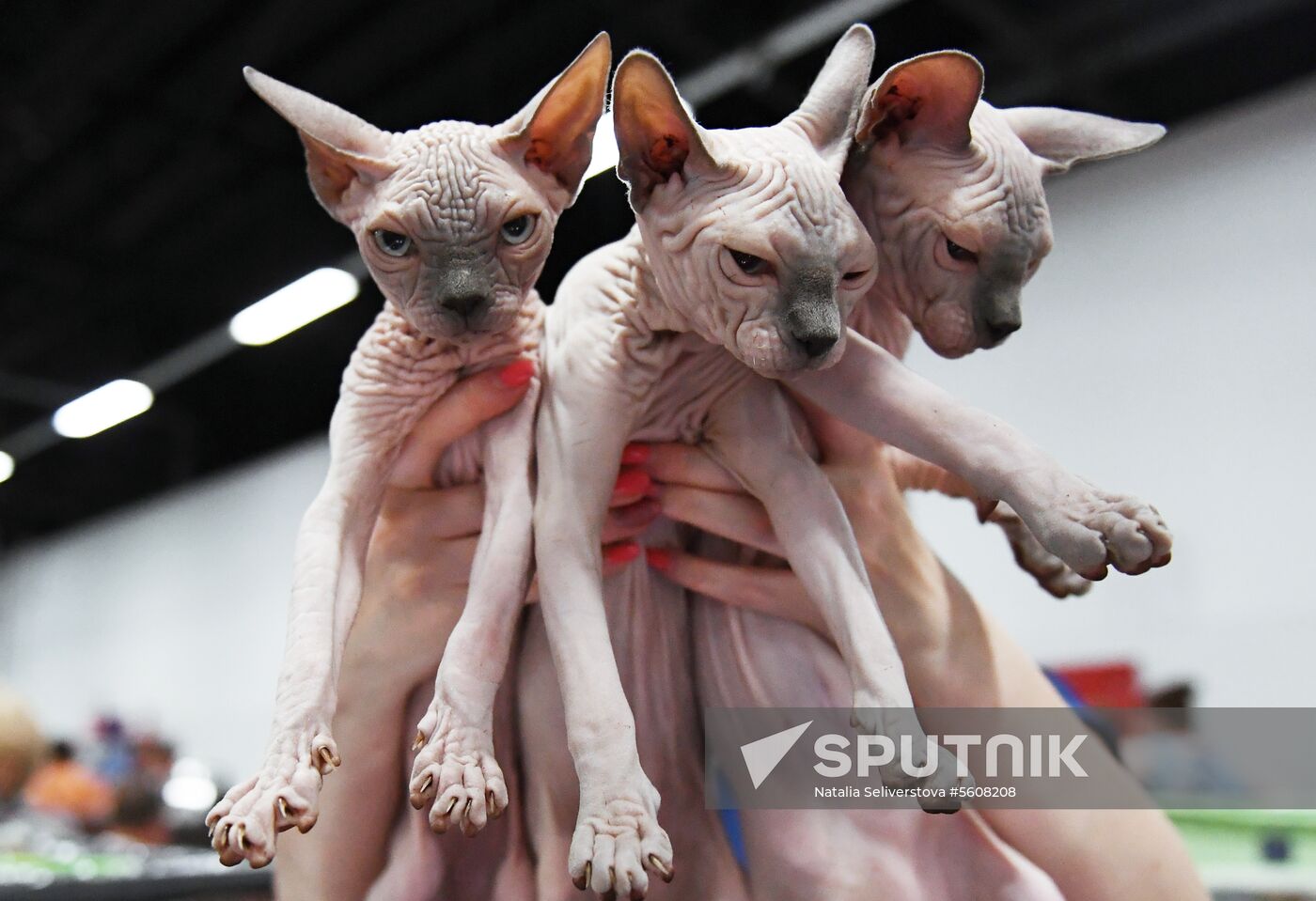 Pearl Cat Show international exhibition