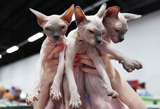 Pearl Cat Show international exhibition