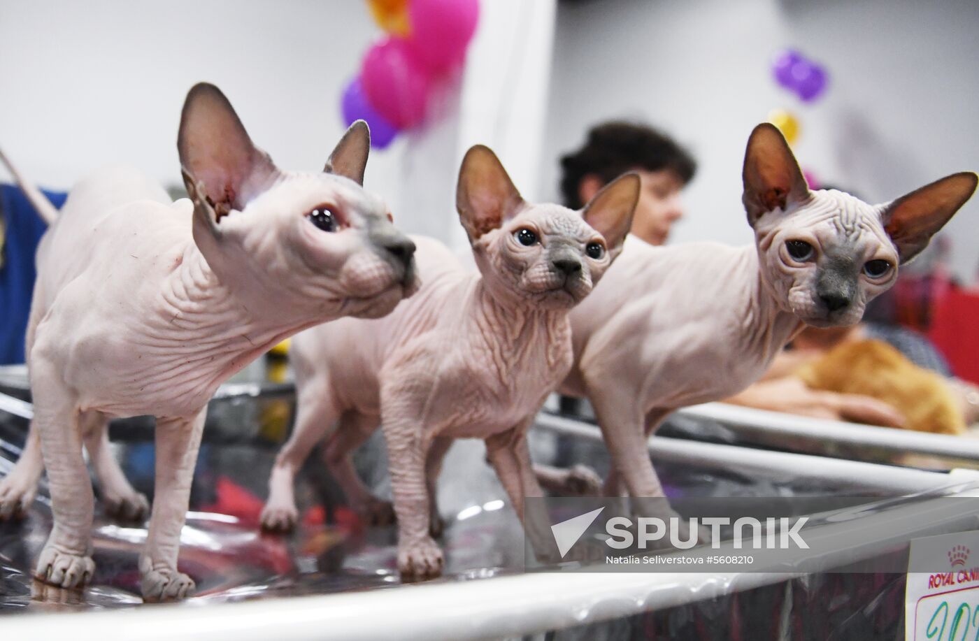 Pearl Cat Show international exhibition