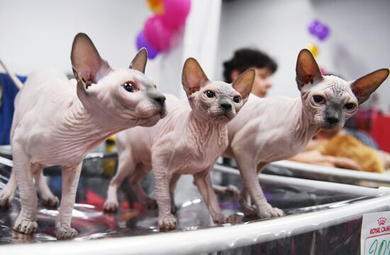 Pearl Cat Show international exhibition