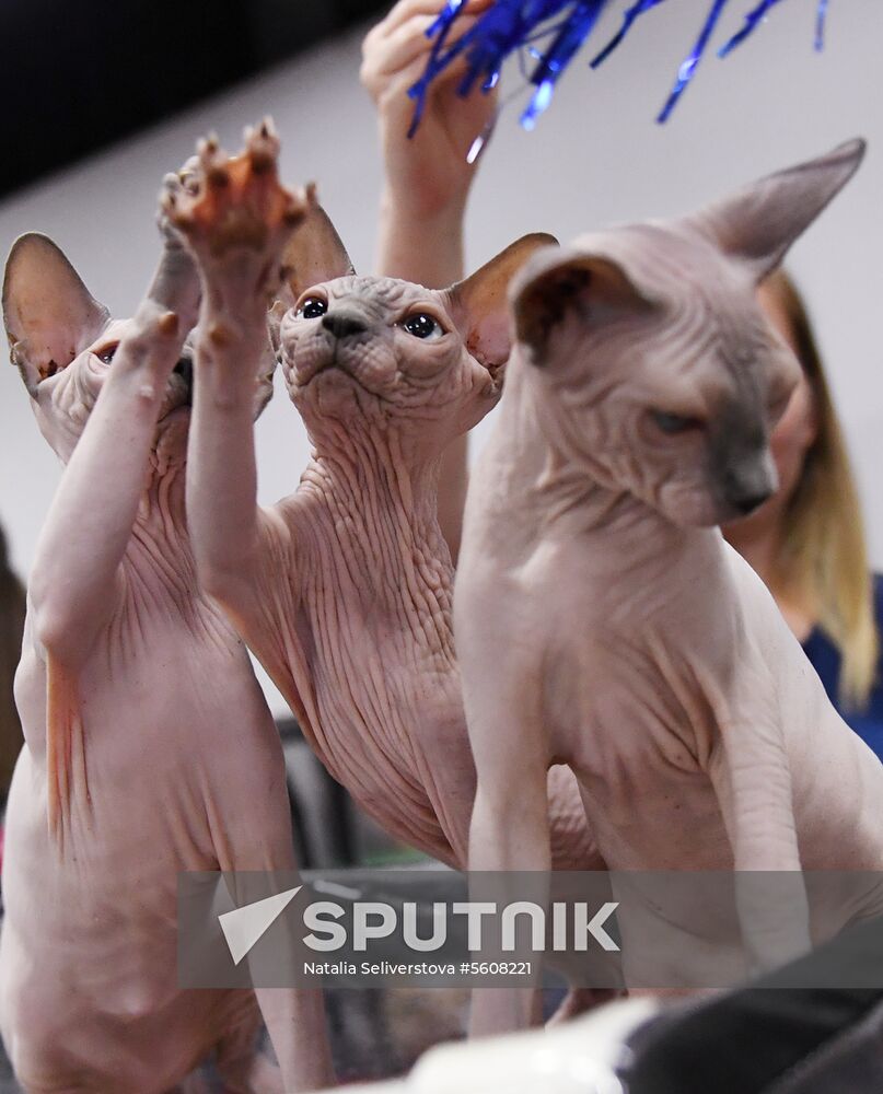 Pearl Cat Show international exhibition